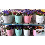 Arrangementen garden plants 27cm