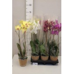 Phalaenopsis Kuuking 12cm h60 2õv