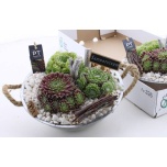 Arr Sempervivum Mägisibul 23cm