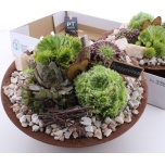 Arr Sempervivum Mägisibul 28cm