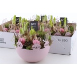 Narcissus Nartsiss Tete a tete 15cm