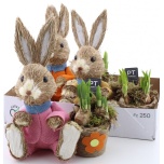 Narcissus Nartsiss Tete a tete 23cm