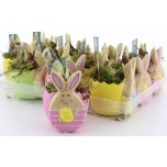 Narcissus Nartsiss Tete a tete 9cm