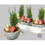 Arrangementen garden plants 16cm