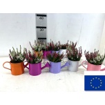 Arrangementen garden plants 16cm