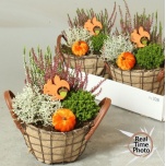 Arrangementen garden plants 21cm