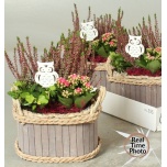 Arrangementen garden plants 22cm