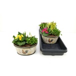 Arrangementen garden plants 23cm