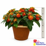 Arr garden plants 32cm