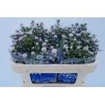 Aster Claudia 75cm