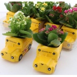 Arr indoor plants 13cm