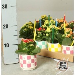 Arr indoor plants 8cm