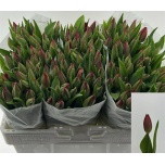 Tulp si Red Gold