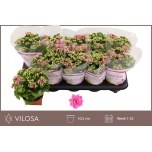 Kalanchoe Kalanhoe double rosalina don nando 10,5cm