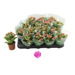 Kalanchoe Kalanhoe Nando roze 7cm