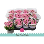 Kalanchoe blossfeldiana double rosalina don nando 9cm