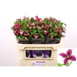 Clematis Elulõng Kyiv 70cm
