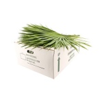 Palmetto per bunch 70cm