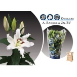 Lilium Liilia OR Helvetia 85cm