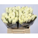 Roos 40cm Beluga