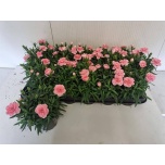 Dianthus Nelk 9cm Oscar Pink