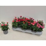 Dianthus Nelk oscar mix 10,5cm