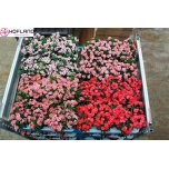 Dianthus Nelk oscar mix 10,5cm