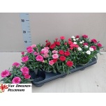 Dianthus Nelk oscar mix 10,5cm