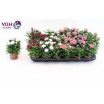 Dianthus Nelk Oscar mix 9cm