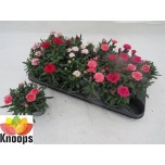 Dianthus Nelk Oscar mix 9cm
