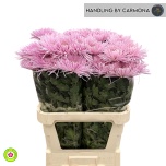 Chrysanthemum Krüsanteem BL Anastasia Star Pink*10