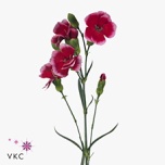 Dianthus Nelk SP Solomio Sem*10