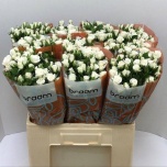 Kobarroos 60cm Jeanine	