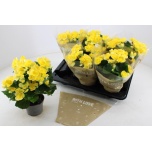 Begonia elatior grp half stuffed blitz 13cm