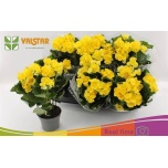 Begonia Begoonia elatior half stuffed blitz 13cm