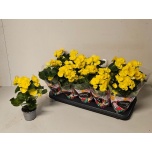 Begonia Begoonia elat half stuffed blitz 9cm