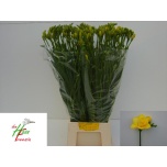 Freesia Boulevard 70cm