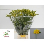Freesia Boulevard 70cm