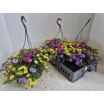 Calibrachoa Puispetuunia trixi petticoat 23cm