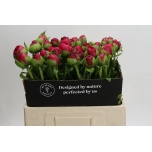 Paeonia Pojeng Command Performance 50-55cm