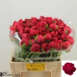 Paeonia Pojeng Command Performance 60cm