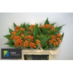 Celosia Mätashari Act Zara 65cm