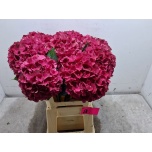 Hydrangea Hortensia Magic Rubyred 60cm*5