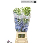 Delphinium Kukekannus Aurora Light Blue 90cm