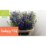 Delphinium Kukekannus Gran Blue 80cm