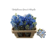 Delphinium Kukekannus Plat Blue 50cm