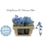 Delphinium Kukekannus Plat Blue 50cm