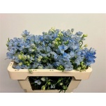 Delphinium Kukekannus Plat Blue 50cm