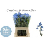 Delphinium Kukekannus Plat Blue 60cm