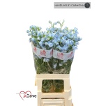 Delphinium Kukekannus Plat Blue 70cm